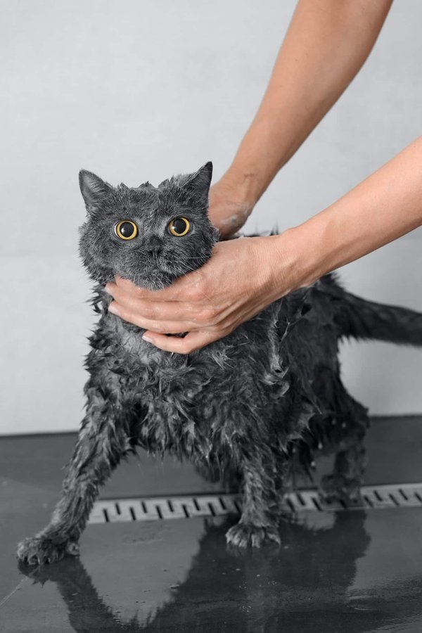 Est-ce que c'est bien de laver son chat ?