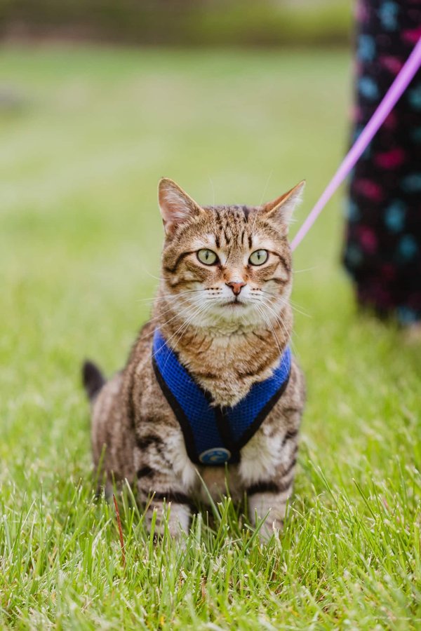 Harnais chat : promenades en sécurité